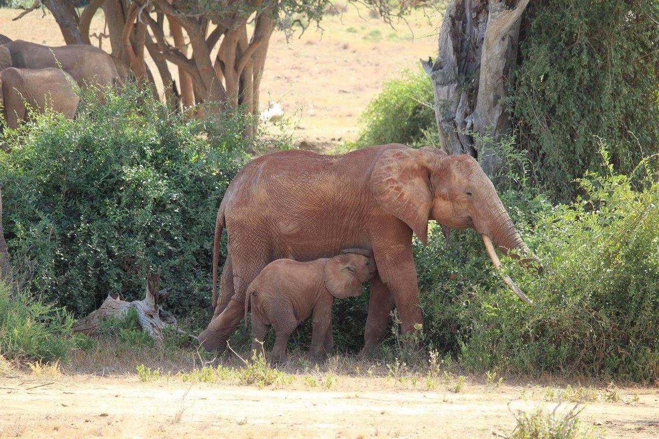 Nyumba Ya Afrika Bed and Breakfast Watamu Buitenkant foto